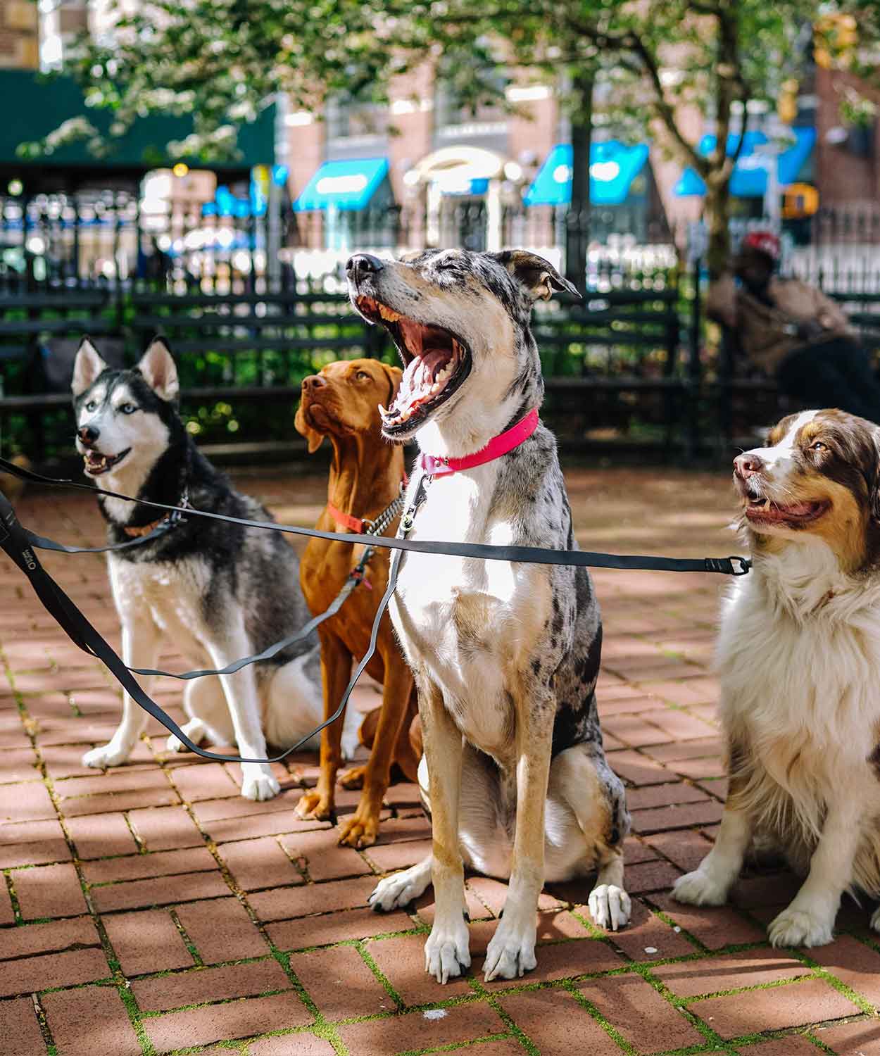 Mehrere Hunde sitzen auf einem Gehweg und gähnen - Mehr Spaß gemeinsam bei deiner Hundeschule See Dogs