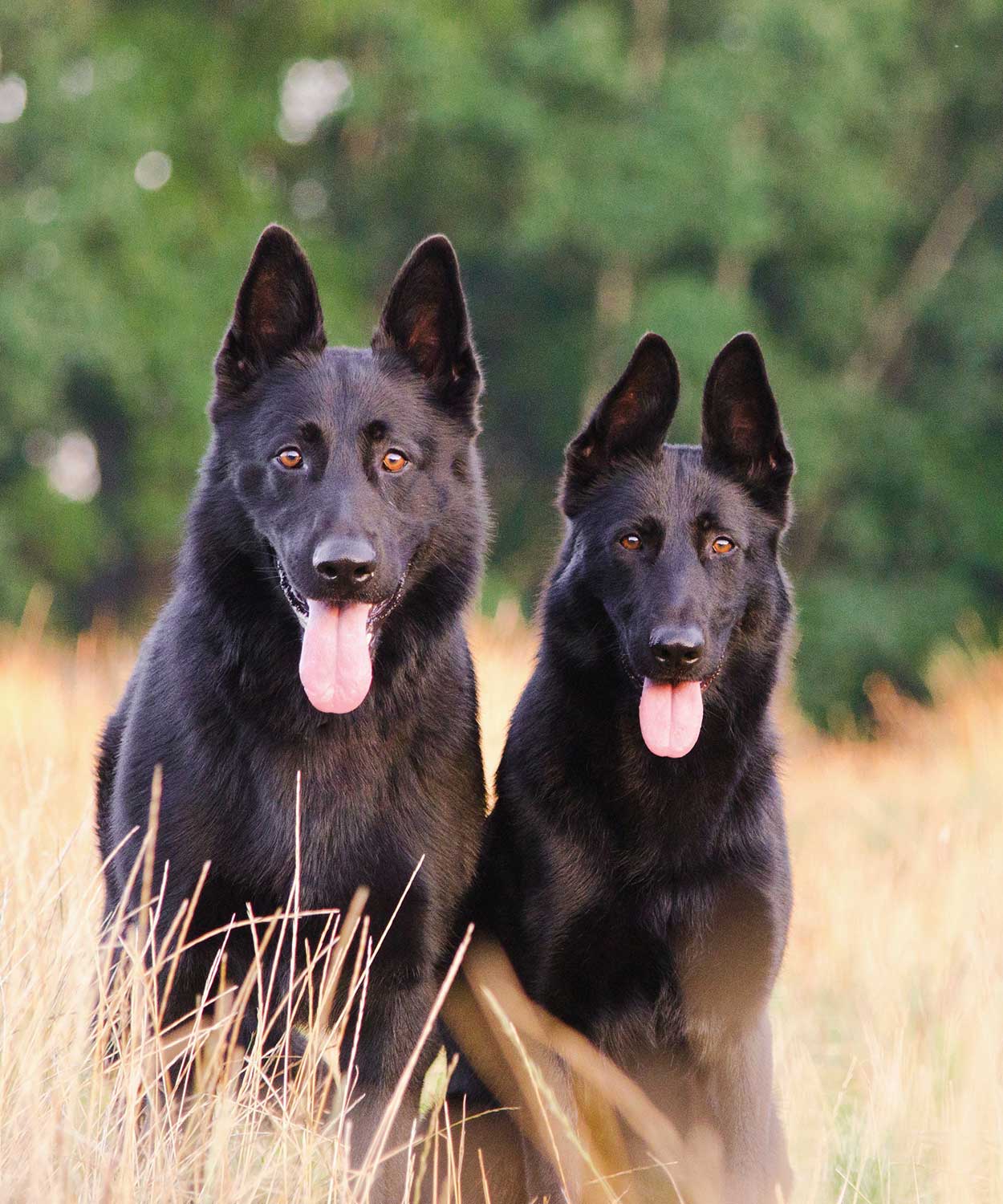 Zwei schwarze hund auf einem Feld