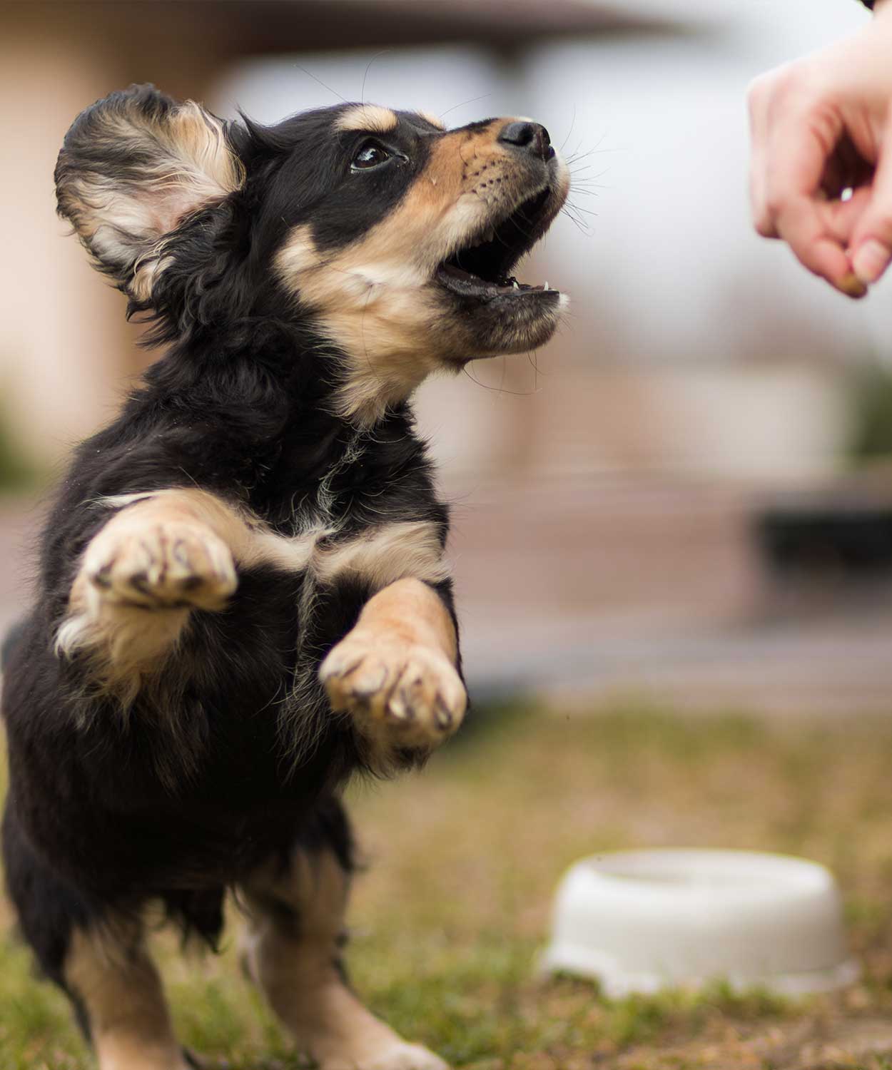 Ein kleiner Welpe beim Training in der Hundeschule See dogs