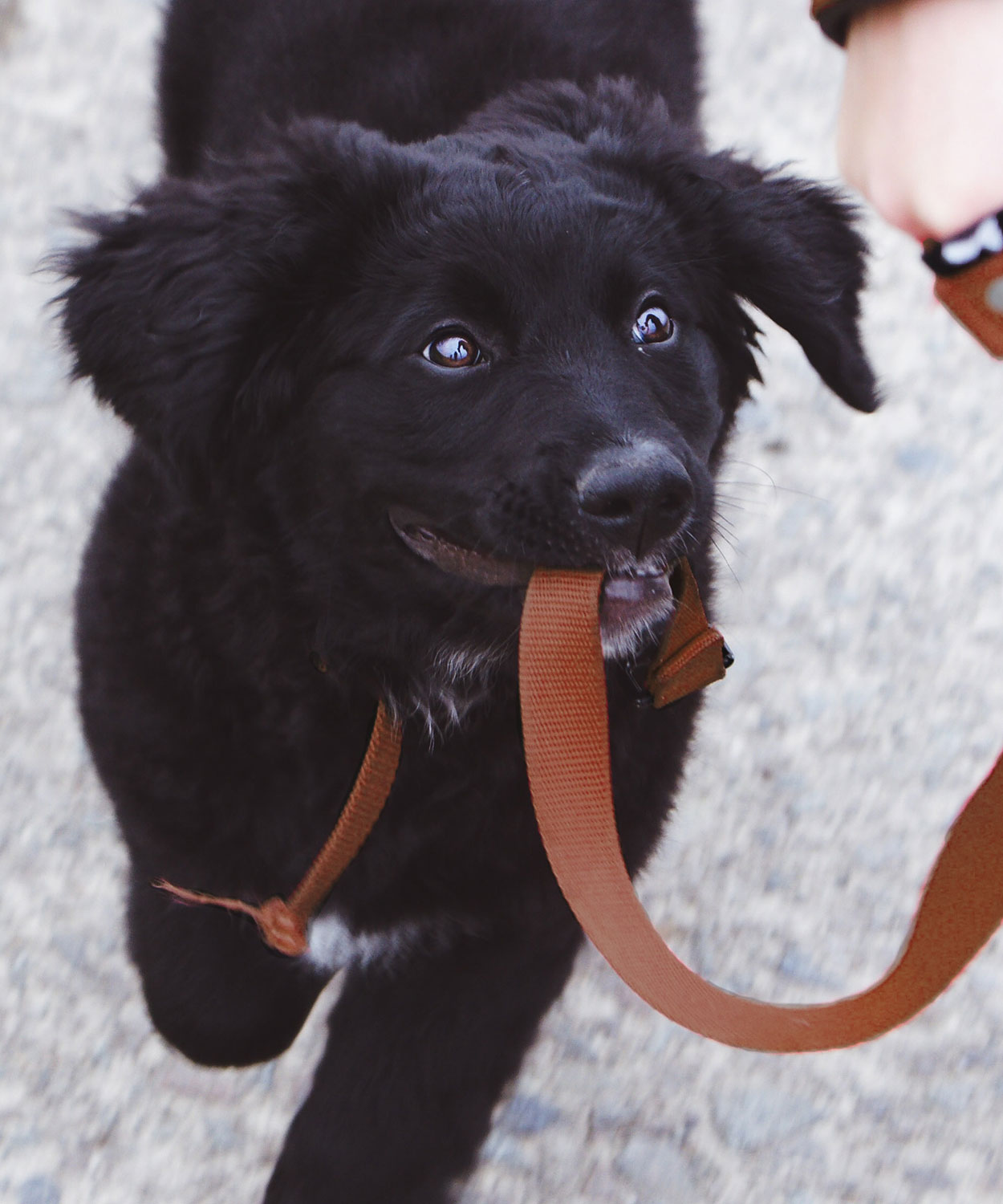 Schwarzer hund mit einer roten Leine im Mund